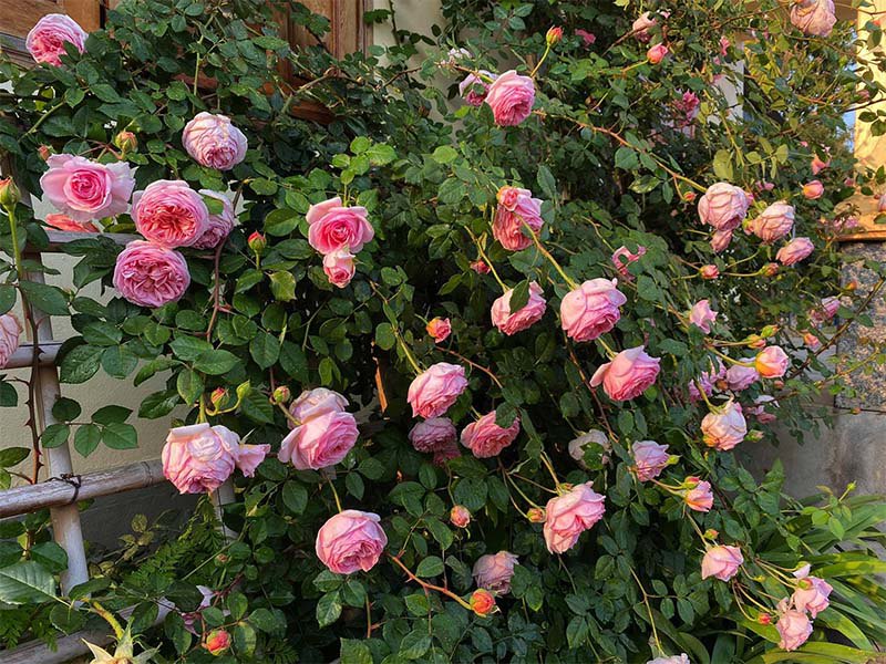 Mẹ Quảng Ninh trồng hoa hồng nở rộ như trời Tây, chi phí ban đầu chỉ 180 nghìn - 10
