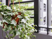 Nhà đẹp - Những loại cây dây leo trồng trong nhà cũng sống tốt, không cần chăm sóc cầu kì