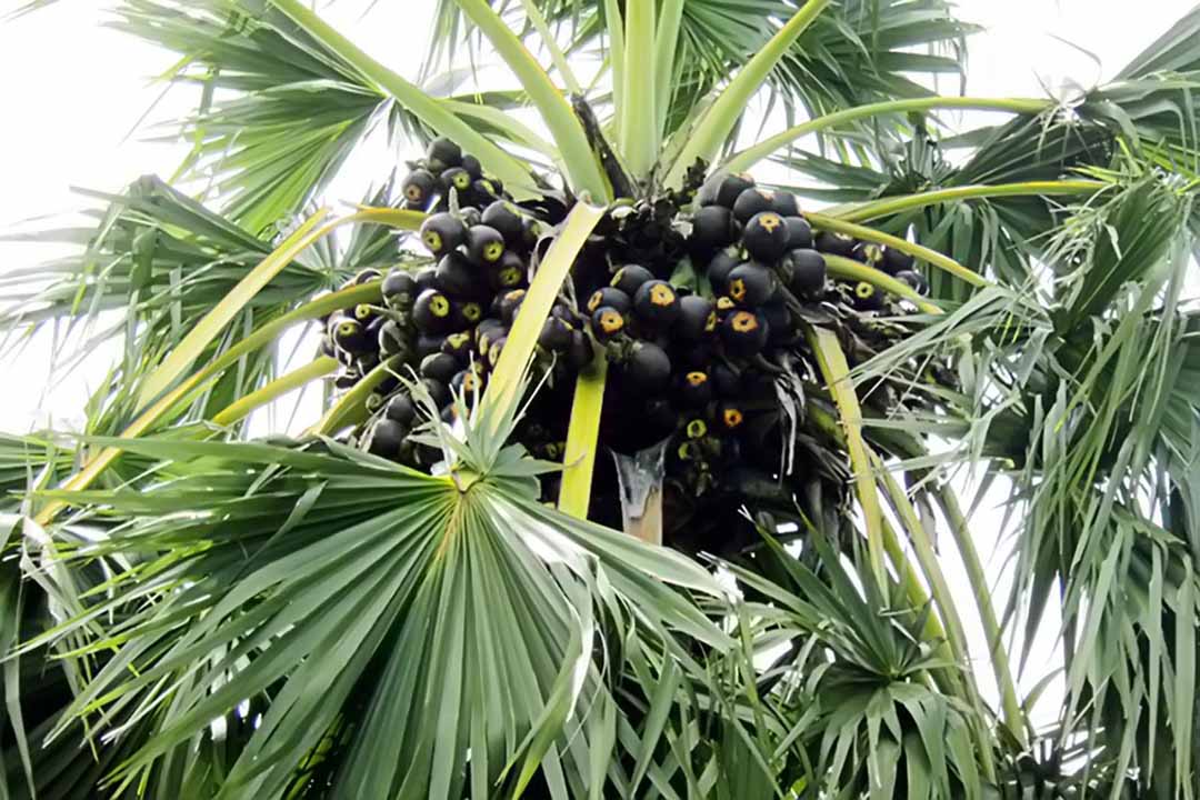 Cây thốt nốt.