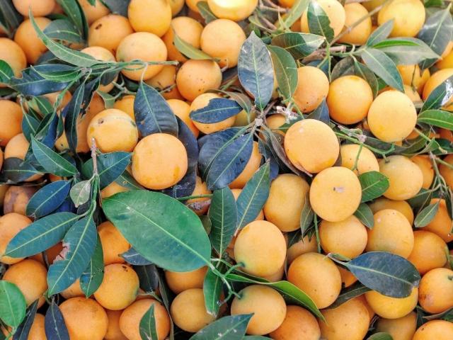 Loại quả xưa chín không ai hái, giờ thành đặc sản nổi tiếng có giá 150.000 đồng/kg