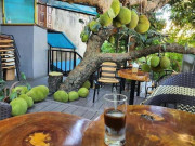 Tin tức - Dân mạng thích thú truy tìm quán cà phê với cây mít xanh mát, trĩu quả lăn lóc giữa sàn