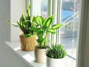 Nhà đẹp - Cách chăm sóc giúp cây để bàn xanh tốt, không bị vàng lá, úng nước