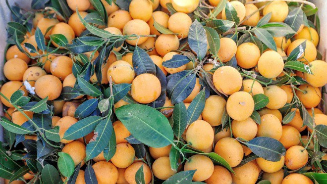 Thanh Trà có vẻ bề ngoài rất giống với quả dâu da hoặc chanh.