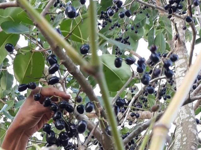 Loại quả xưa ăn chống đói nay thành đặc sản cháy hàng, 130.000 đồng/kg nhiều người mua vì lạ lẫm