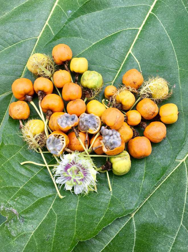 Loại quả xưa mọc hoang dại, giờ người có tiền muốn mua về thưởng thức không phải dễ - 2