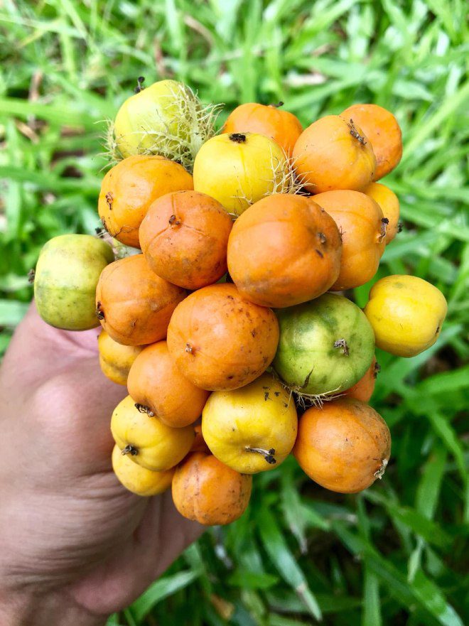 Quả nhãn lồng có hình tròn giống quả trứng cút, khi sống có màu xanh và chín thì màu vàng ươm.