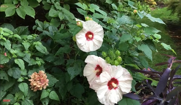 Hoa Dâm Bụt: Phân loại, ý nghĩa và cách trồng giúp hoa nở đẹp - 5