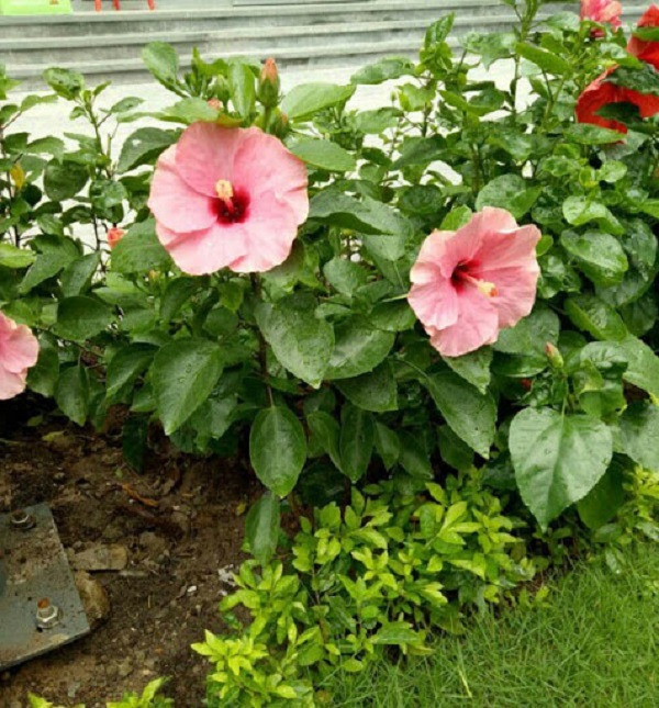 Hoa Dâm Bụt: Phân loại, ý nghĩa và cách trồng giúp hoa nở đẹp - 6