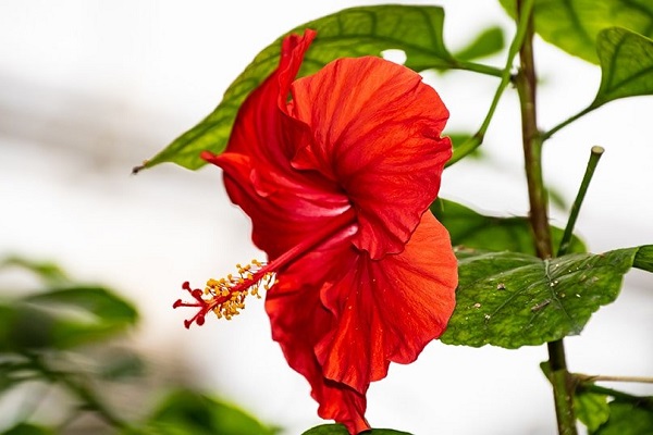 Hoa Dâm Bụt: Phân loại, ý nghĩa và cách trồng giúp hoa nở đẹp - 7