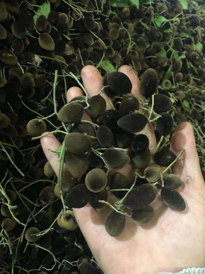 Đây là quả xay nhung