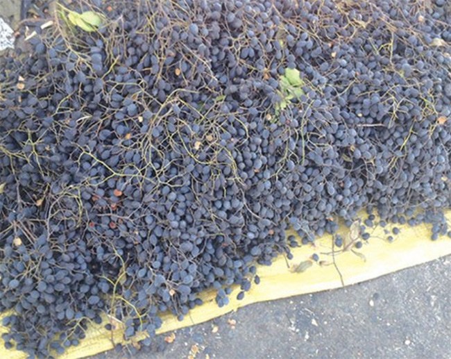 Trái xay là quả dân dã, trước kia ít người biết đến