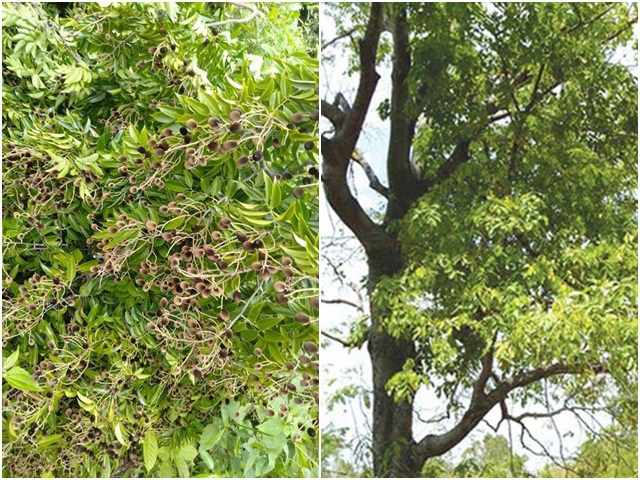 Loại quả xưa chín rụng đầy gốc không ai ngó ngàng, giờ thành món đặc sản cực ngon 500.000 đồng/kg - 7