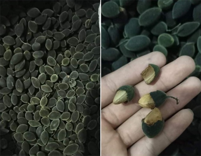 Đây là quả xay trâu