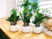 Nhà đẹp - Cây phát tài: Phân loại, đặc điểm, ý nghĩa và cách trồng từng loại cây