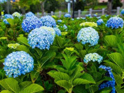 Nhà đẹp - Hoa Cẩm Tú Cầu: Đặc điểm, ý nghĩa, cách trồng và chăm sóc