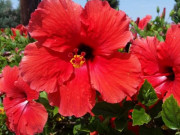 Nhà đẹp - Hoa Dâm Bụt: Phân loại, ý nghĩa và cách trồng giúp hoa nở đẹp