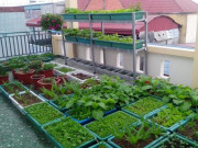 Nhà đẹp - Hướng dẫn cách trồng rau sạch tại nhà trong thùng xốp cực đơn giản