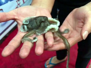 Xem ăn chơi - Đặc sản "chân dài" ở Quảng Ninh, giá bạc triệu nhưng có tiền chưa chắc đã mua được