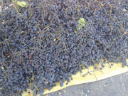 Tiêu dùng - Loại quả xưa chín rụng đầy gốc không ai ngó ngàng, giờ thành món đặc sản cực ngon 500.000 đồng/kg