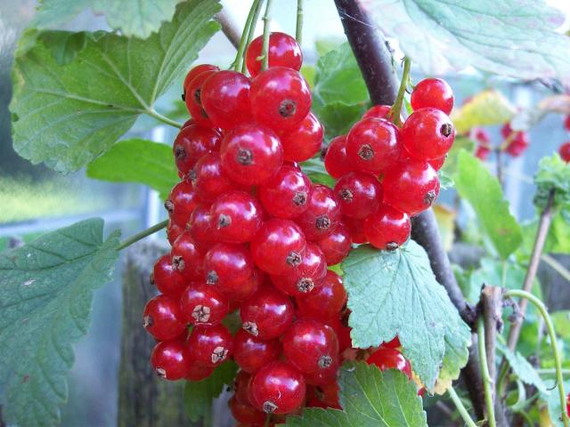 Loại quả ở nước ngoài có giá rẻ như cho, sang Việt Nam lên tới 2 triệu đồng/kg