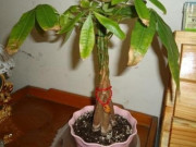 Nhà đẹp - Kim ngân được coi là cây hút tài lộc, nhưng nhớ đừng đặt những vị trí này trong nhà