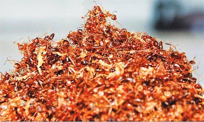 Công đoạn khó khăn nhất để làm muối kiến vàng chính là bắt kiến.