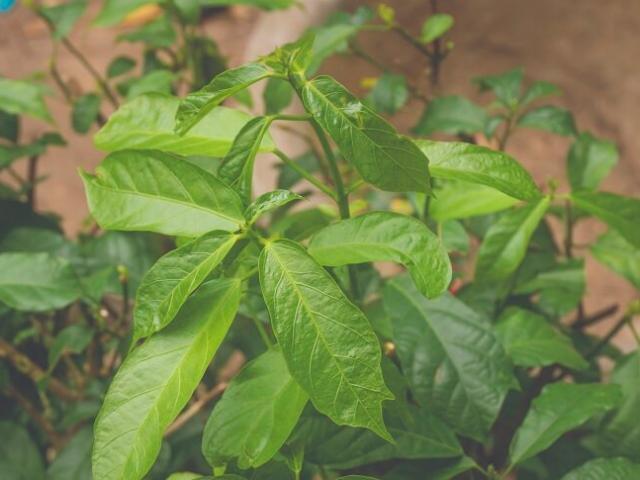 Loại cây trồng làm bờ rào, giờ thành đặc sản nức tiếng đất Quảng, ăn vừa ngon vừa ngọt