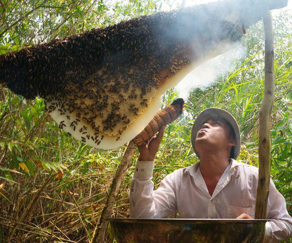 Để lấy được nhộng ong rừng U Minh, người thợ phải rất cẩn thận.