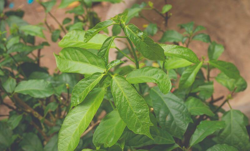Loại cây trồng làm bờ rào, giờ thành đặc sản nức tiếng đất Quảng, ăn vừa ngon vừa ngọt - 1