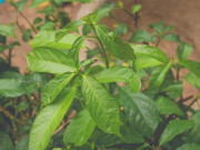 Xem ăn chơi - Loại cây trồng làm bờ rào, giờ thành đặc sản nức tiếng đất Quảng, ăn vừa ngon vừa ngọt