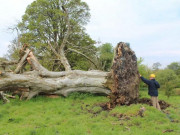 Tin tức - Bão lớn quật đổ cây cổ thụ để lộ bộ xương dưới gốc, sự thật khiến nhiều người choáng váng