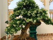 Nhà đẹp - 5 loại cây trồng trước cửa nhà giúp xua đuổi vận đen trong "tháng cô hồn"