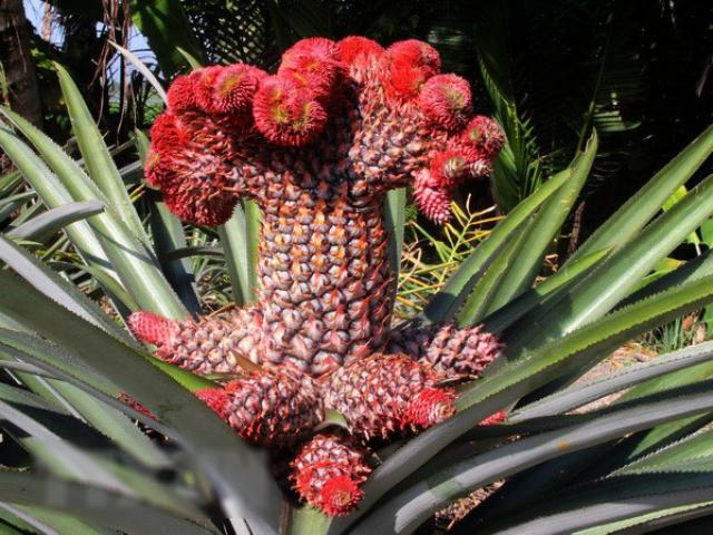 Quả lạ chưa từng thấy CĐM đùa giá 7 tỷ, hóa ra là đặc sản bày mâm ngũ quả Tết 