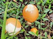 Tiêu dùng - Đặc sản "trứng gà chồi lên từ đất" hiếm có, giá nửa triệu đồng/kg