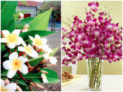Nhà đẹp - Những loại hoa không nên dâng cúng trên bàn thờ vào tháng 7 âm lịch