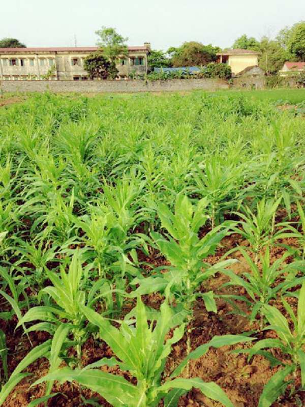 Giống Bồ Công Anh của Việt Nam