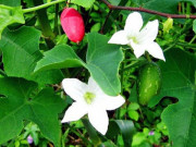 Xem ăn chơi - Loại cây xưa mọc bờ rào, giờ thành đặc sản "hiếm có" không phải ai cũng có thể thưởng thức