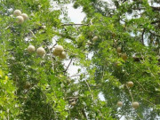 Tiêu dùng - Loại quả xưa chín rụng không ai thèm nhặt, nay thành đặc sản nổi tiếng bán kiếm "bộn tiền"