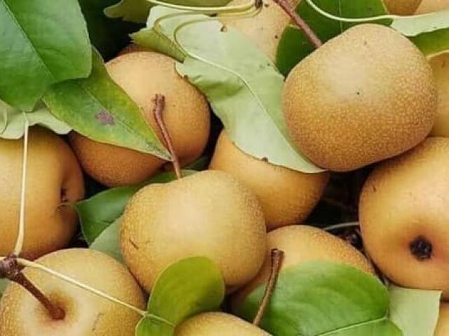 Loại quả xưa chỉ có trong rừng, giờ được ưa chuộng, người bán thu bộn tiền giữa dịch COVID-19