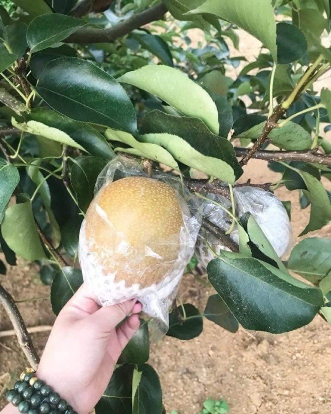 Mắc cọp nâu có vị ngọt khá dịu nhẹ, ăn một miếng sẽ cảm nhận được sự thanh mát và mùi thơm tự nhiên.