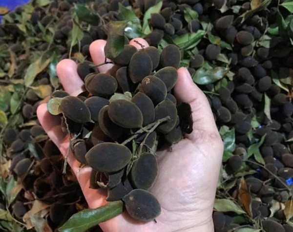 Quả xay nhung trước giá lên đến nửa triệu đồng/kg rất đắt hàng, nay giá bán chỉ còn vài chục nghìn/kg lại ít người mua.