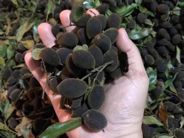 Loại quả rừng đen sì trước nửa triệu đồng/kg luôn cháy hàng, nay còn vài chục nghìn/kg lại ế