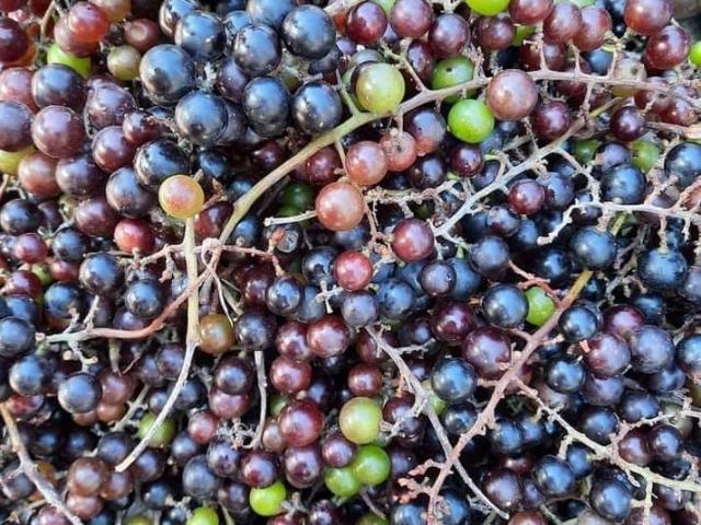 Loại quả dại xưa chín rực không ai ngó ngàng, nay thành đặc sản lạ cháy hàng ở thành phố