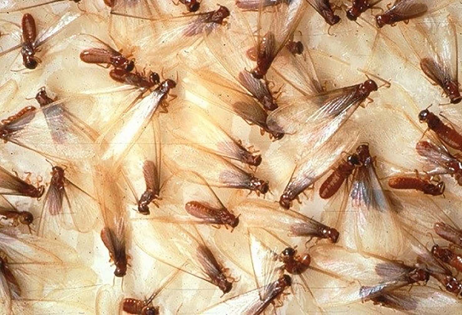 Người Cơ Tu ở nơi này cho biết, cứ độ tháng 3 đến tháng 8 âm lịch hàng năm là mối cánh xuất hiện nhiều.