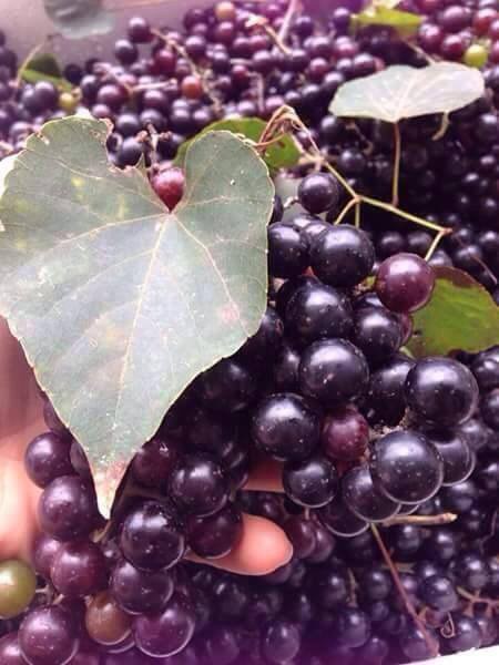 Quả nho rừng bằng 1/2 nho Ninh Thuận, vỏ dày hơn nhưng không ngọt bằng