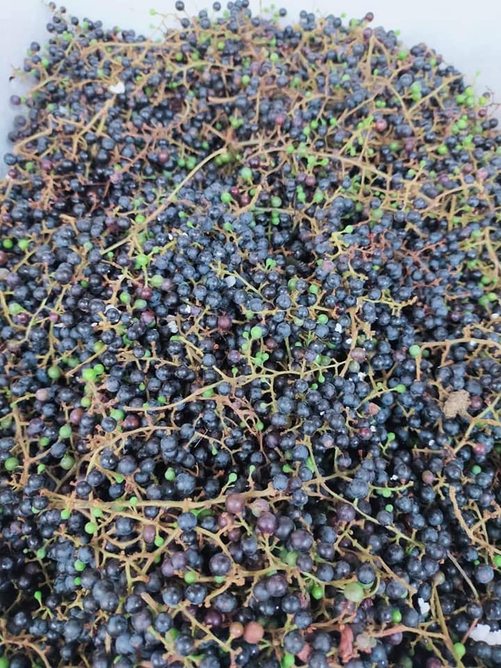 Nho rừng là quả mọc dại, mấy năm nay sốt ở thành phố