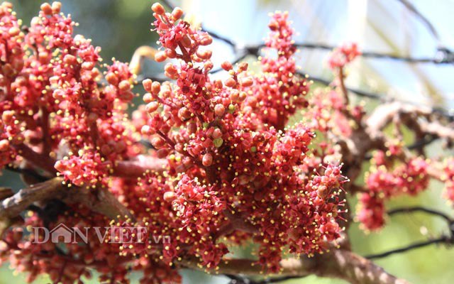 Đây là hoa của cây nho rừng