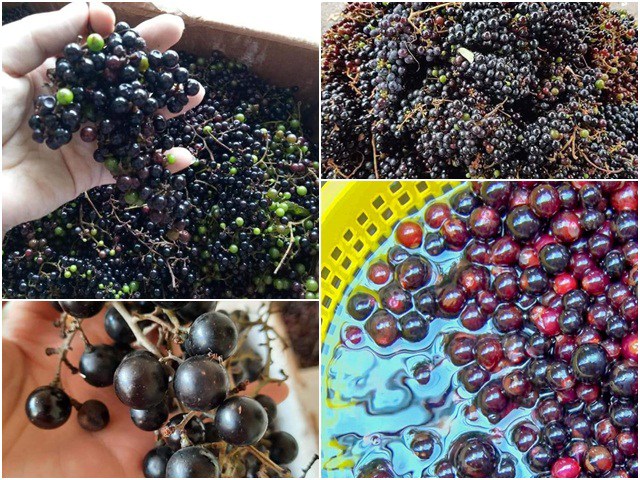 Nho rừng có thể ngâm rượu hoặc ngâm siro