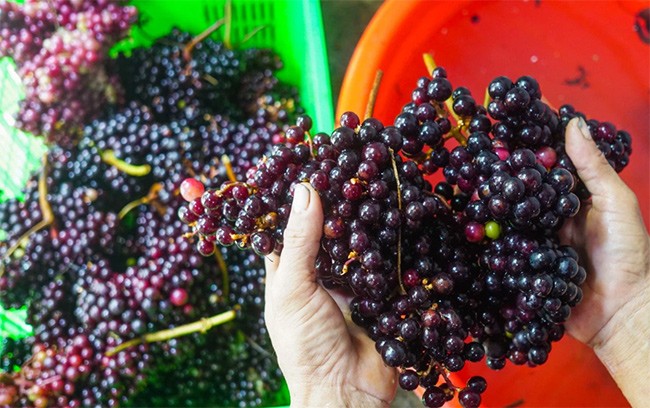 Quả nho rừng cho là có nhiều công dụng với sức khỏe