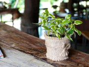 Sức khỏe - 13 loại cây không trồng trong nhà thì phí, lọc sạch chất độc hại còn cải thiện ham muốn